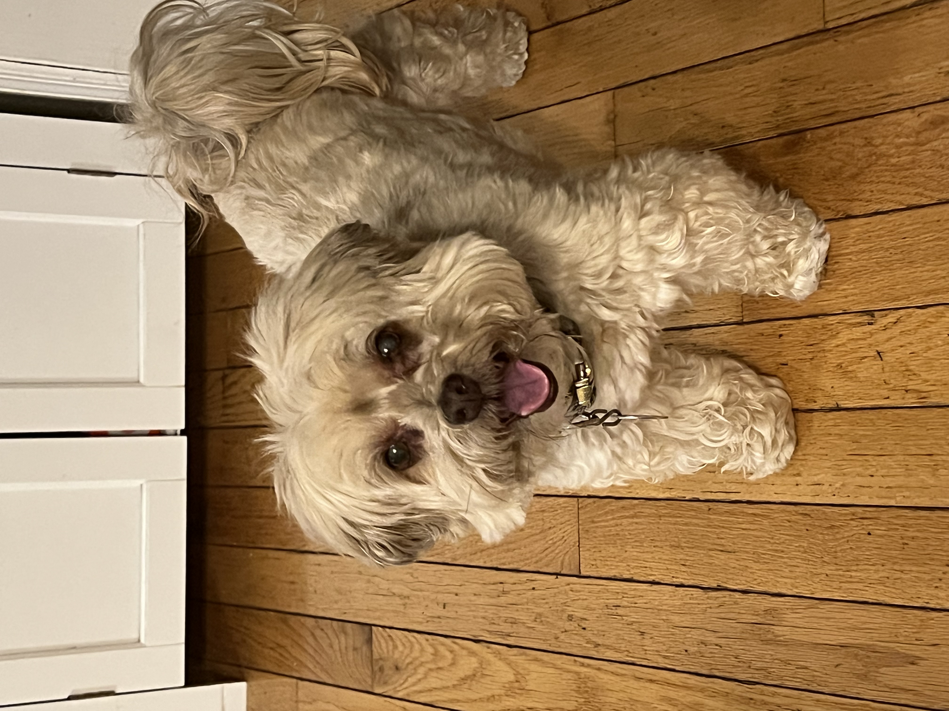 Dolly