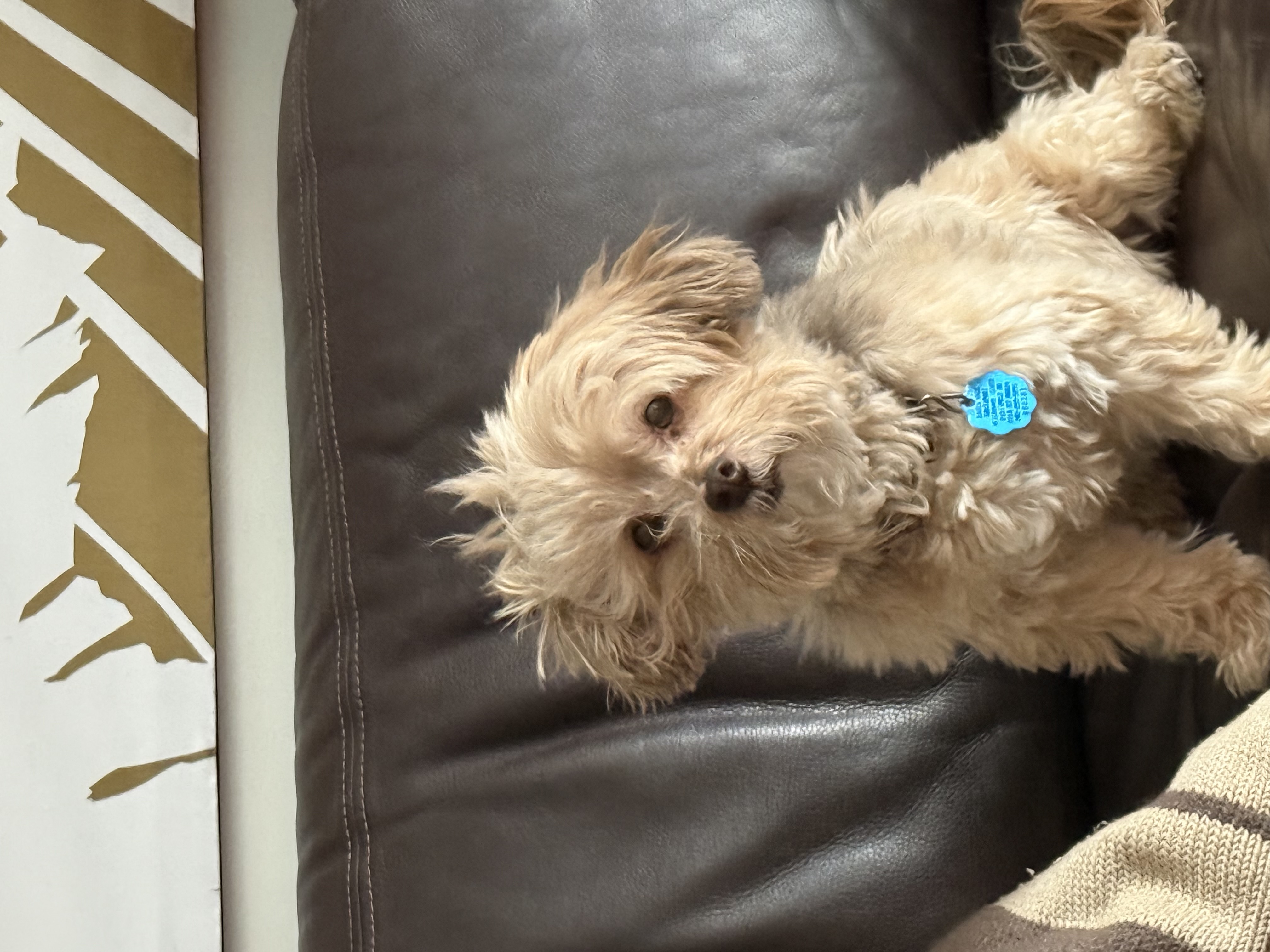 Dolly and Belle