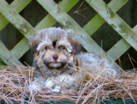 Dolly